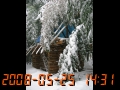 本年は３回もの本格的積雪に遭遇(2008/05/25 14:31)