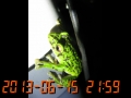 モリアオガエル(Forest Green Tree Frog)が夜な夜ななきます